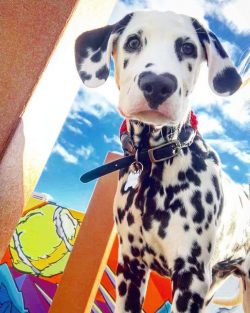 It is not recommended to wash the animal often – once a quarter is enough. When the dog ge ...