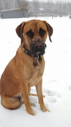 The Black Mouth Coat has short fur that can be either fine or coarse and ranges in color from br ...