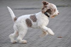 In Italy, it is considered that brushing is not required. Dogs are clipped under a clipper up to ...