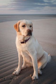 Labradors love to play, if they think learning is fun, the result will not be long in coming. 