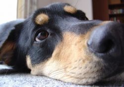 Despite its highly delineated functions, the New Zealand Shepherd Dog has recently been gaining  ...