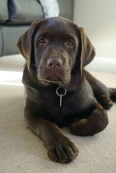 Labradors are very easy to train. Representatives of this breed try to please their master in ev ...