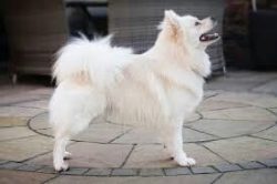 The Indian Spitz is often called the “Indian Spitz” although the two breeds are very ...