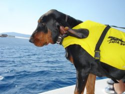 Thanks to its incredible ability to find and distinguish different smells, the coonhound works s ...