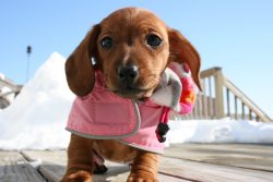 If possible, walk your dachshund more often – after waking up, 20 minutes after feeding, b ...
