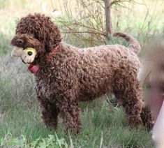The ears are small, triangular in shape, drooping. The tail is saber-shaped. The coat is very th ...