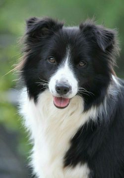 a dog may sometimes regard several children who are with it without adults as being under its ow ...