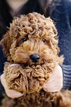 One of the characteristic features of the breed is a thick and curly coat.