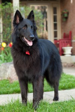 Grunenadl is also an excellent guard and watchman. Representatives of the breed serve not only i ...