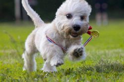 Two or three times a week we brush our pet’s teeth with a special paste and a brush. At le ...
