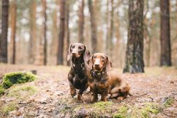 It is a small dog with an elongated muscular body, short legs and an elongated muzzle. The ears  ...