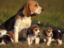 As the name implies, the Beagle-Harrier – the result of crossing the Beagle and Harrier. T ...