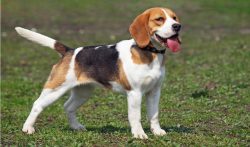 The average life expectancy for Beagle Harriers from 10 to 12 years.