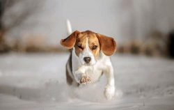 Beagle-Harrier – a dog that does not require special care. However, this must be insured r ...