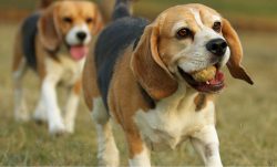 Beagle-Harrier – a strong and resilient dog-tolerant and cold and heat. However, he is pro ...