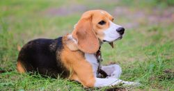 The excessive goodwill of the beagle-harier also has negative sides, since the dog is too trusti ...