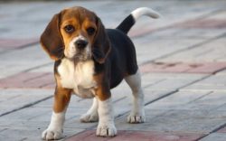 It is a breed of strong and muscular hunting dogs with short, stiff coat. A hardy hound that usu ...