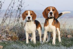 The Beagle Harrier is a hunting breed, so you shouldn’t let it off the leash when walking. ...
