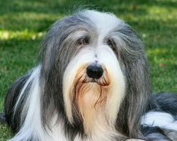 Birdie wool is only straight or with slight waviness. Curly, shaggy hair is considered a vice, d ...