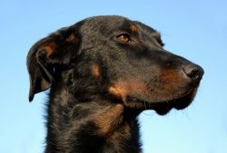 There is no reliable information about the origin of these dogs, however, it is believed that th ...