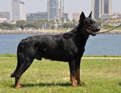 It is preferable for a dog to live on the street than in a city apartment. This is due to a gene ...