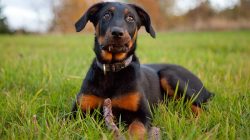 The Beauceron is a healthy breed that rarely needs a veterinarian visit. However, these dogs can ...