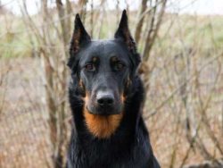 The clever dog, the Beauceron, is often described by owners as an independent thinking dog. He t ...