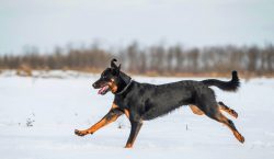 Beauceron is an excellent watchdog, and this quality is naturally developed in him. He is vigila ...