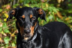 During the World Wars, the Beauceron was used by the French army, especially as envoys due to th ...