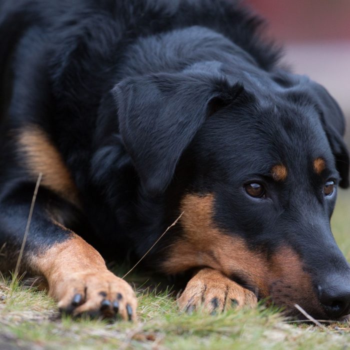 Not being a small dog, Beauceron feels great in the apartment. The dog never gets bored and trie ...