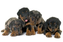 In many yards, they were used as versatile dogs that performed guard functions and generally hel ...