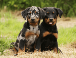 The Beauceron breed has a developed intellect and perfectly understands people, but it matures f ...
