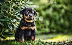 Throughout the known history of their existence, these dogs mainly performed the functions of gr ...