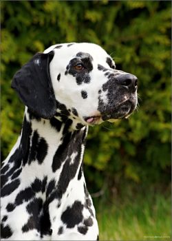 Dalmatians are ready to spend all their free time on the street, they will go with you to the en ...