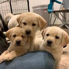 Labradors shed heavily throughout the year. Regular brushing will prevent hair from spreading ar ...