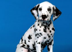 How to teach a Dalmatian standard commands? It is very simple, it is enough to show him their im ...