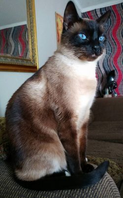 The Siamese boast a very shiny coat with well-defined dark spots on the following parts of the c ...