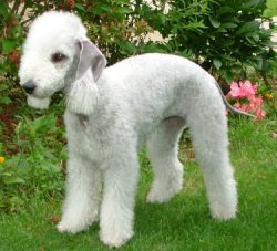 The history of the breed began in the 19th century in England. In the town of Bedlington, small  ...