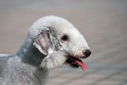 Bedlington did not last long as a hard worker and a yard dweller. Very soon, representatives of  ...