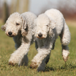 The Bedlington Terrier is a fairly old breed that actively developed in medieval England. Howeve ...