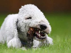 Smart, empathetic, funny – Bedlington Terriers are great for keeping in a family. They lov ...