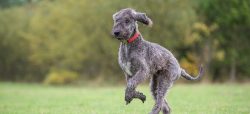 A dog in sheep’s clothing is often called the Bedlington Terrier. Behind the original pret ...