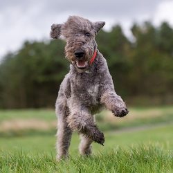 The Bedlington Terrier needs careful grooming of its soft, curly coat. To avoid tangles, the pet ...