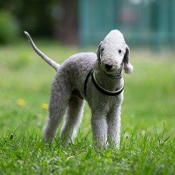 The owner of the Bedlington Terrier must be firm, consistent, be a leader, but not tough and eve ...