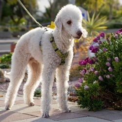 Originally developed for pest control in mines, the Bedlington Terrier is today involved in dog  ...