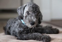The appearance of Bedlington Terriers differs significantly from other dogs: they have a convex  ...