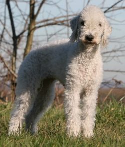 The Bedlington Terrier is a fairly healthy breed, but certain problems still occur:copper toxico ...
