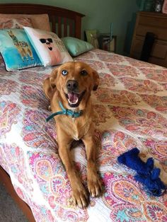 Labradors love movement. For adult dogs, two walks a day for 1–2 hours will be enough, but kids  ...