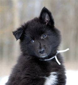 The Belgian Shepherd must be socialized in time. Especially if the dog lives outside the city. S ...