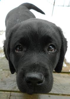 It’s amazing that the Labrador Retriever is now one of the most popular dog breeds in the  ...